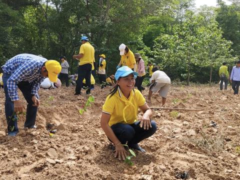 โครงการปลูกป่าเฉลิมพระเกียรติ