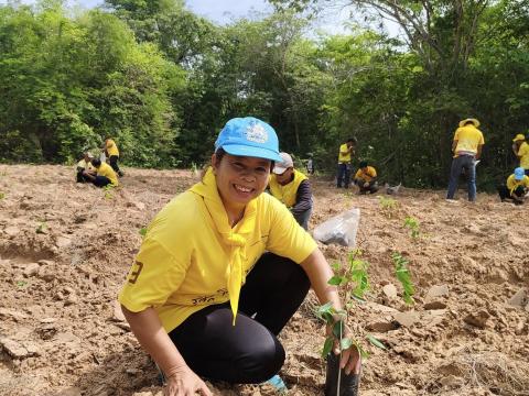 โครงการปลูกป่าเฉลิมพระเกียรติ