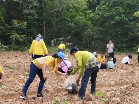 โครงการปลูกป่าเฉลิมพระเกียรติ